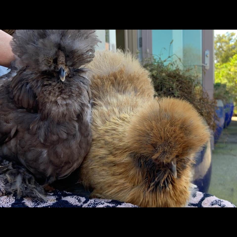 Meet your Posher, TV